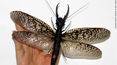 Dobsonfly gigante scoperto in Cina