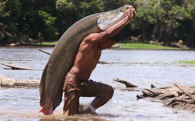 Arapaima pesce Amazzonia