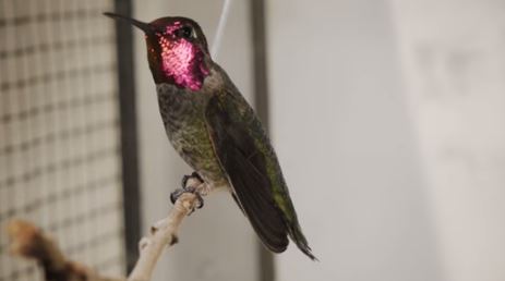 colibrì galleria del vento
