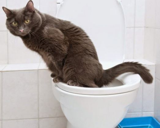 Gatto sul WC