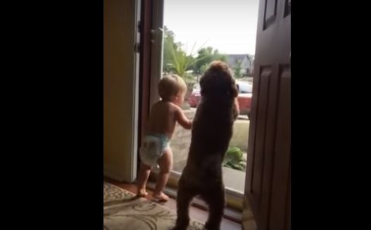 Bambino e cane arrivo papà