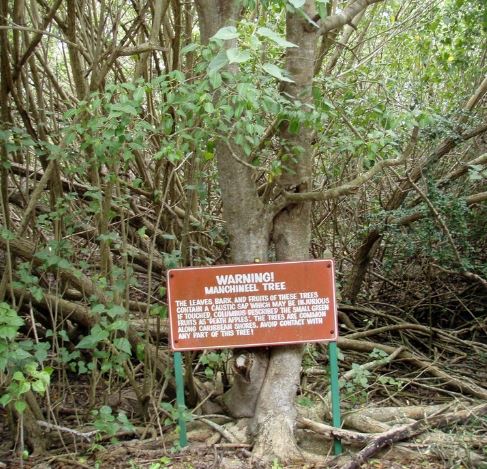 Hippomane Mancinella albero velenoso
