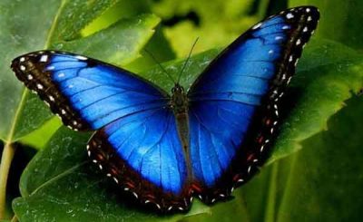 Farfalla blu