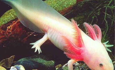 Salamandra axolotl
