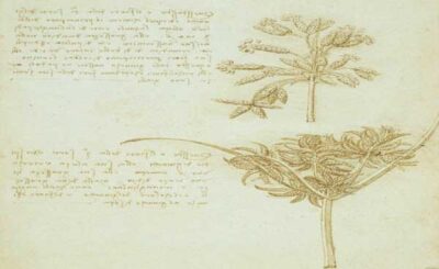 Leonardo da Vinci alberi